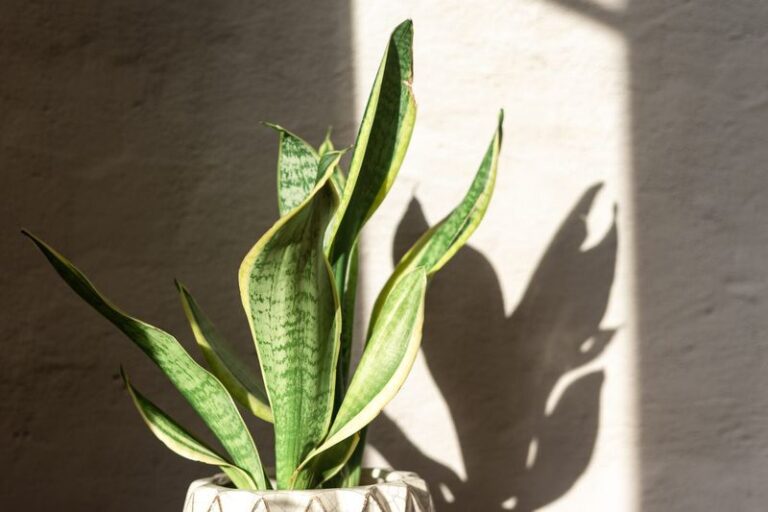 Your Snake Plant Stays Green But Never Grows New Leaves – Light and Root Crowding May Be Why