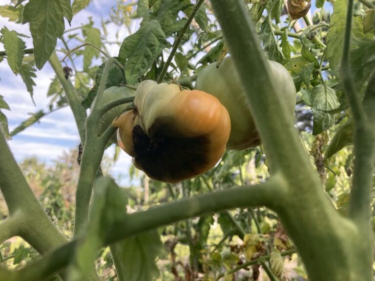 If Your Tomatoes Are Breaking Out In Black Spots, Here Are 13 Causes And The Quick Fix For Each