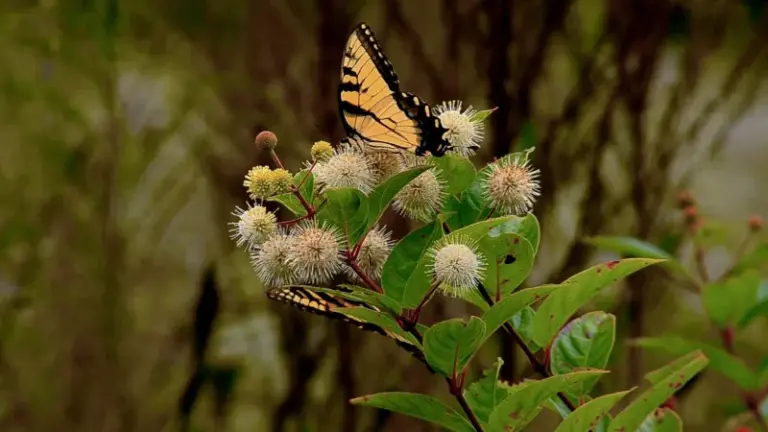 The North Carolina Native That Draws More Butterflies Than Butterfly Bush And Never Turns Invasive