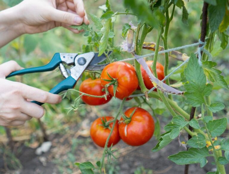 When Tomato Plants Go Leafy But Set Few Fruits, Selective Pruning May Help – Here Is What To Check First