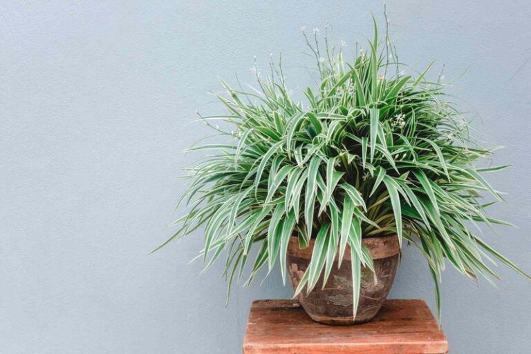 If Your Spider Plant Stays Full And Green But Never Sends Out A Single Baby Pup, Too-Rich Soil And Low Light Are Holding It Back