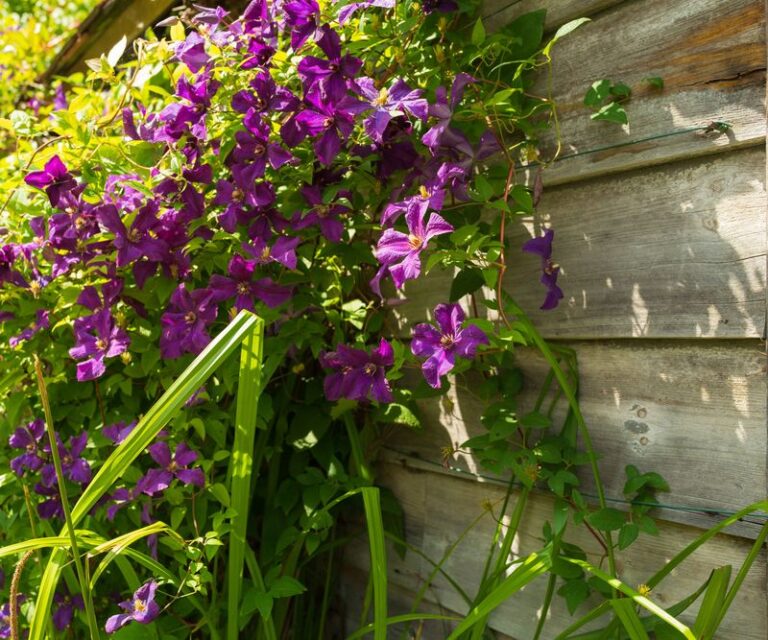 Stop Making These 9 Mistakes That Keep Your Climbing Clematis From Climbing