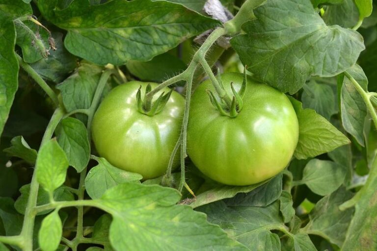 If Your Tomatoes Sit Green On The Vine All Through Summer, Here Are 8 Reasons Something’s Stealing Their Ripening