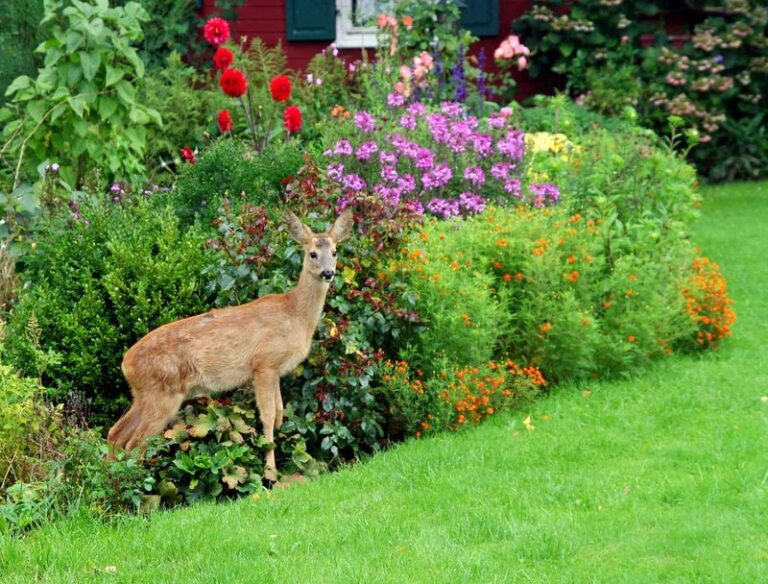 If Deer Keep Grazing Your Beds At Night, These Fragrant Plants Make Them Turn Around