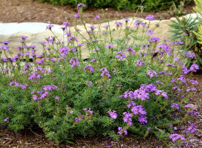 The Most Underrated North Carolina Perennial That Just Keeps Blooming In Brutal Full Sun