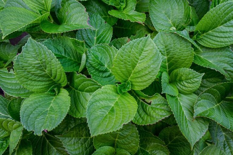 8 Real Reasons Your Hydrangeas Grow Leaves But Never Bloom (And The Hidden One Most People Miss)