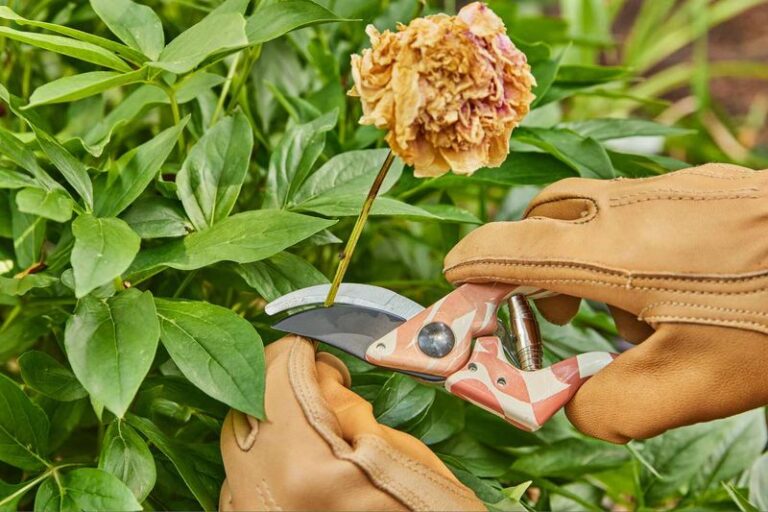 If Your Peonies Flopped After Blooming, Here’s The One Post-Bloom Step Most People Skip