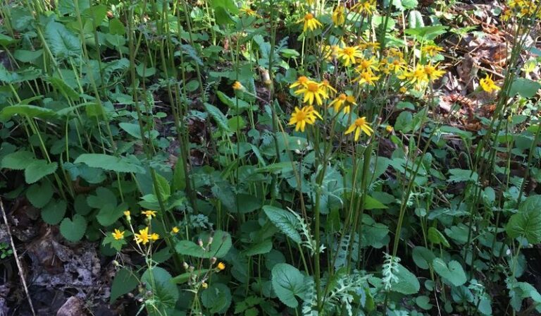 9 North Carolina Native Plants That Bring Bats To Your Yard And Cut The Mosquitoes All Summer