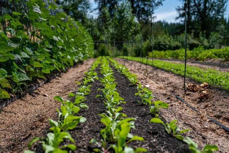 If You Want A Second Harvest This Fall, Here Are 8 Late-Summer Sowing Moves That Beat The First Frost