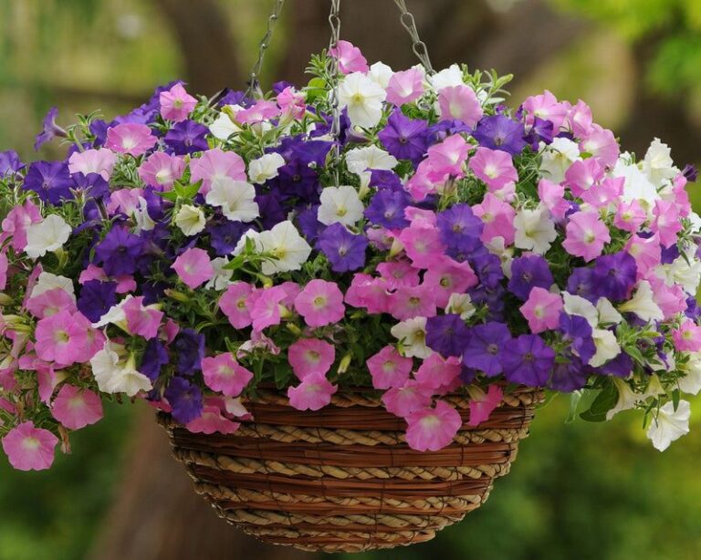 If Your Petunias Grow Thin And Patchy, Here Are 16 Tips For A Full Field Of Blooms All Season
