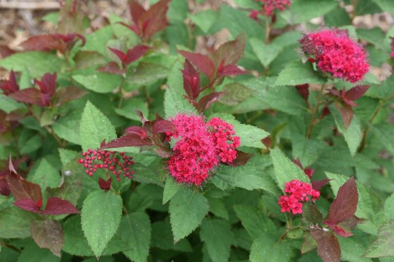9 Flowering Shrubs That Bring Color With Far Less Drama Than Hydrangeas