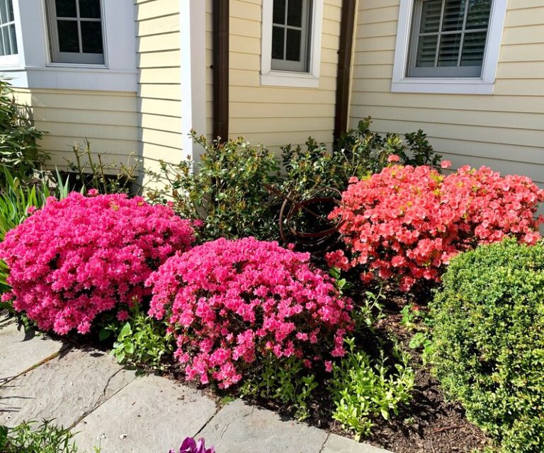 The One Thing North Carolina Azaleas Need Before September Ends Or They Skip Blooming Next Spring