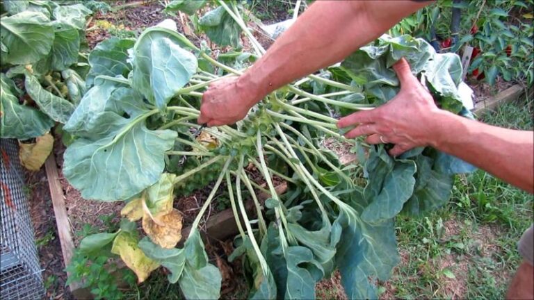 If Your Fall Brussels Sprouts Grow Loose, Puffy Buttons Instead Of Firm Sprouts, One Topping Cut Fixes It