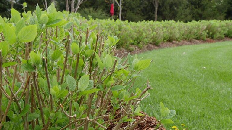 If Your Hydrangeas Grow Leaves But Refuse To Bloom, Here Are 15 Fixes Before Summer Slips Away