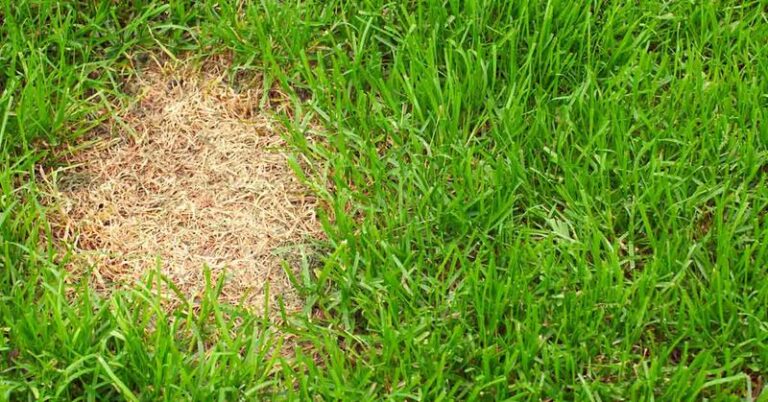 If Your Grass Refuses To Fill In No Matter What, Here Are 13 Hidden Reasons And The Fix For Each