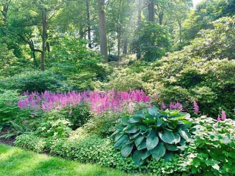 15 Shade-Loving Plants You Swore Needed Full Sun (And 5 That Truly Do)