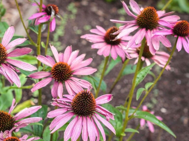 The One Thing North Carolina Coneflowers Need Before Summer Ends Or They Quit Reseeding For Good