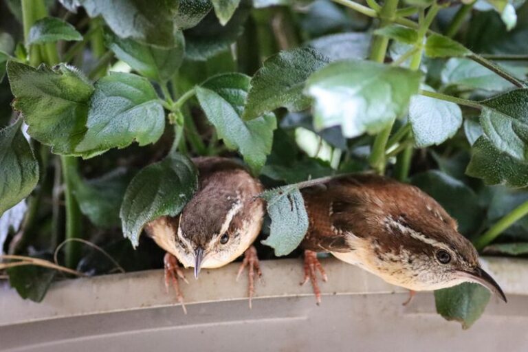 What It Really Means When Carolina Wrens Keep Searching Your North Carolina Porch Planters