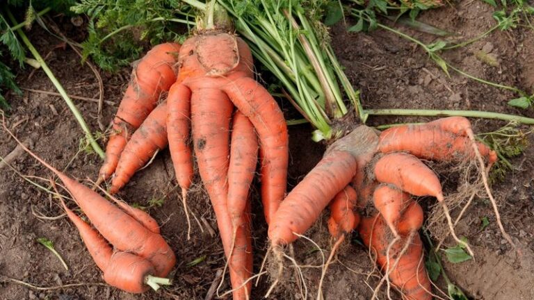 If Your Fall Carrots Come Up Forked And Twisted Instead Of Long And Straight, Your Soil Is Steering Them Wrong