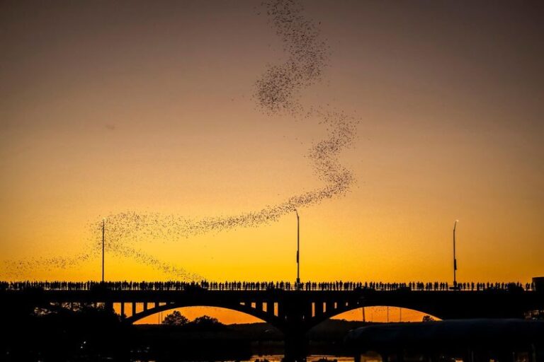 What It Really Means When Bats Start Circling Your North Carolina Yard At Dusk