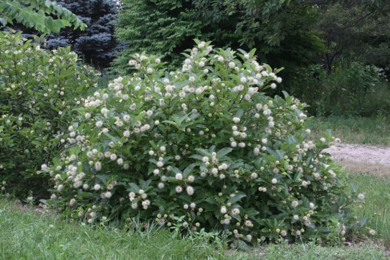 The Most Underrated North Carolina Native Shrub That Soaks Up The Soggy Spot Where Rain Pools After Every Storm