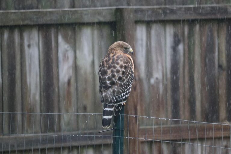 What It Really Means When A Hawk Starts Perching In Your North Carolina Yard
