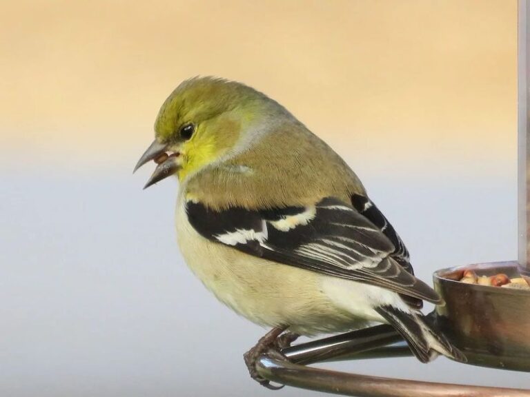 If Birds Keep Ignoring Your Feeder, Here Are 13 Reasons They’re Staying Away (And The Quick Fixes)