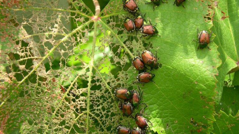 What It Really Means When Japanese Beetles Swarm One North Carolina Garden And Skip The Next