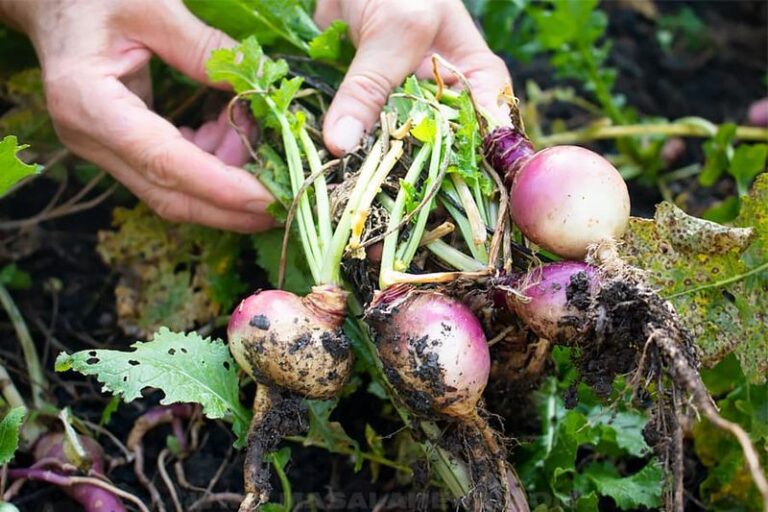 If Your Fall Turnips Grow Lush Green Tops But Only Small, Bitter Roots, You Sowed Them Too Late For Cool Weather