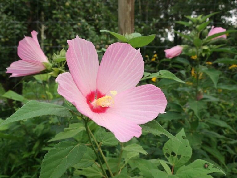 The Most Underrated North Carolina Native That Only Gets Better In August Heat And Humidity