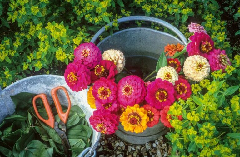 If Your Snapdragons Fizzle Out By Midsummer, Here Are 17 Longer-Blooming Flowers To Grow In Their Place