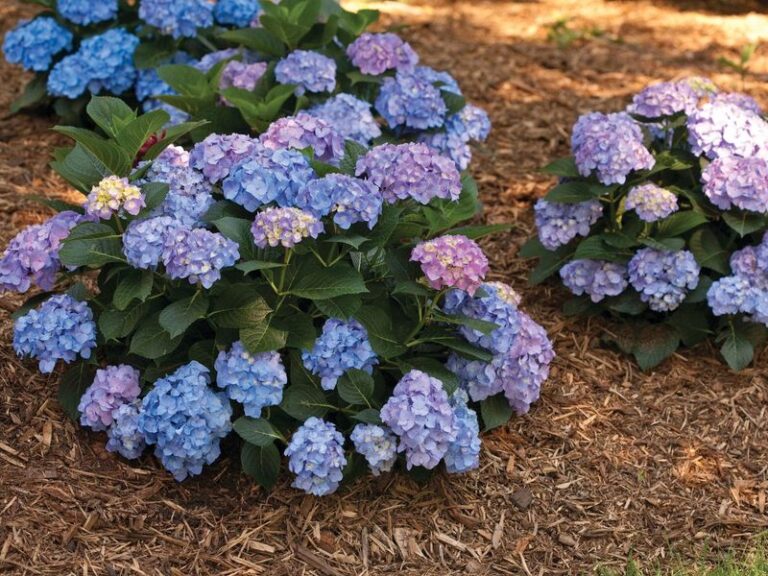 If Your Hydrangeas Still Aren’t Blooming, Here Are 18 Habits That Reset Them Before Summer Ends
