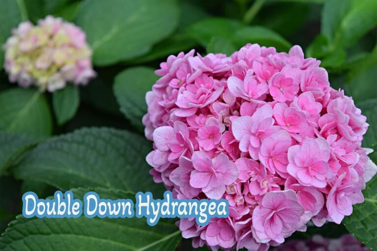 Double Your Hydrangea Blooms This Season By Getting These 5 Things Right Now