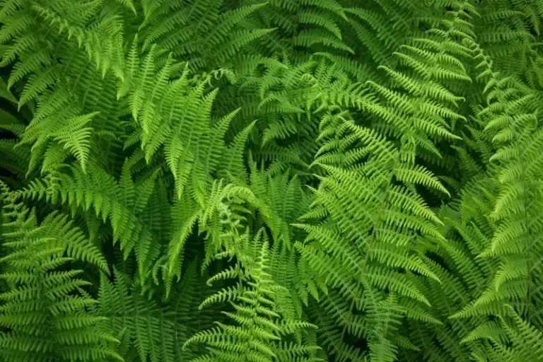 The Little-Known North Carolina Native Ferns That Actually Prefer The Heavy Clay Where Most Plants Sulk