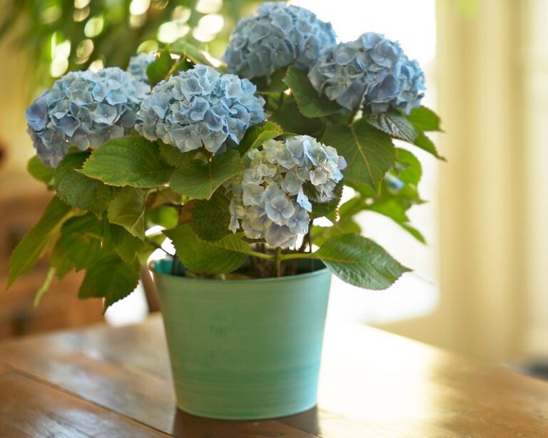 If Your Hydrangeas Sit In A Pot All Summer But Barely Bloom, The Container May Be Part Of The Problem