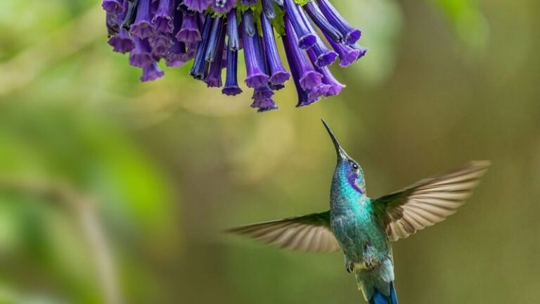 11 Purple Flowers Hummingbirds Simply Can’t Fly Past In Your Backyard