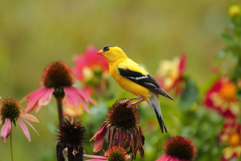 7 North Carolina Native Perennials Whose Winter Seed Heads Feed Goldfinches Long After Everything Else Fades