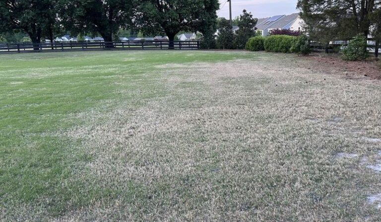 The One Thing North Carolina Lawns Need In September Or Fall Drought Quietly Thins Them Out