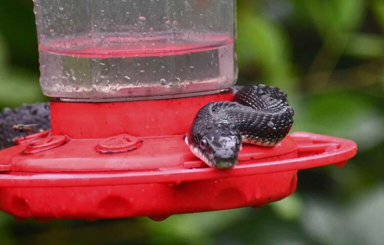 If Your Hummingbirds Suddenly Disappeared, Here Are 17 Predators And Yard Signs That Explain Why