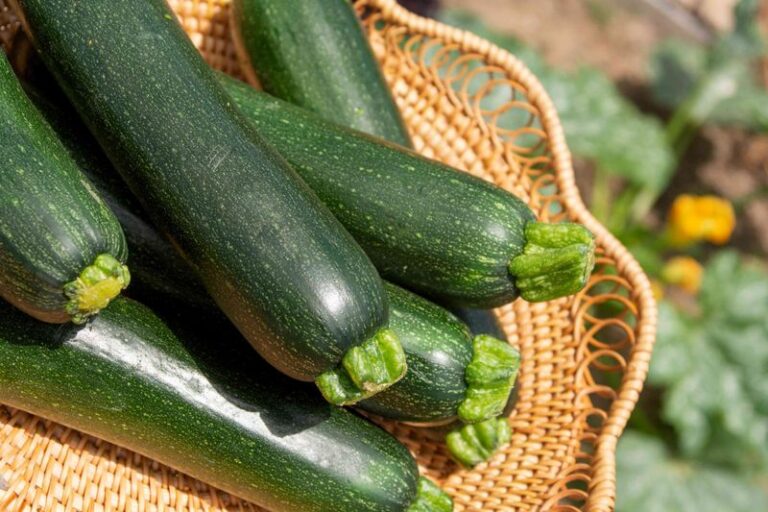 If You Can’t Tell When Your Zucchini Is Ready, Here Are 16 Clues That It’s Time To Harvest