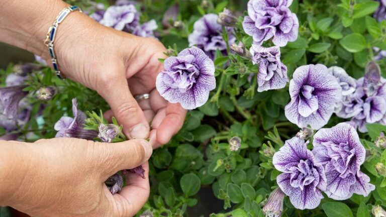 If Your Petunias Quit Blooming By Midsummer, Here’s The One Small Habit That Keeps The Color Coming