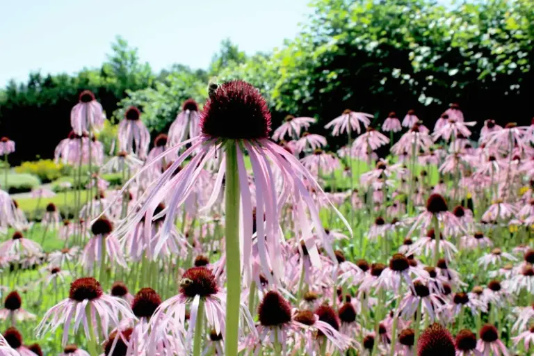 15 Spots Where Coneflowers Struggle To Bloom (And 5 Where They Suddenly Take Off)