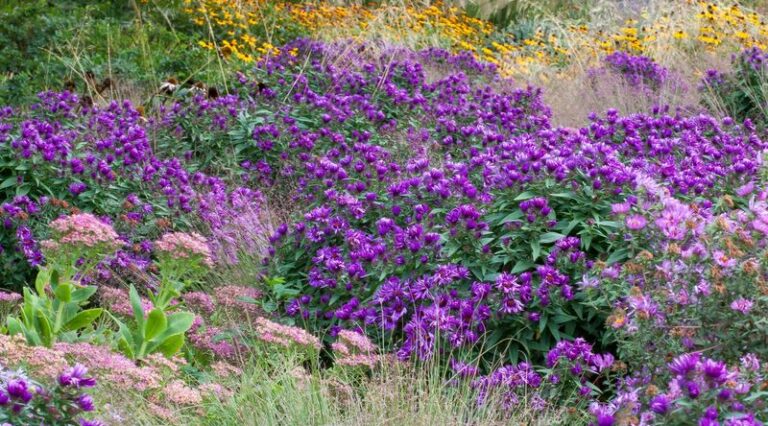 If Your Aster Grows Tall And Leafy But Flops Over Right As Fall Buds Form, You Skipped One Summer Cut
