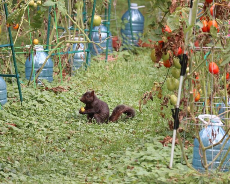 If Squirrels Keep Stealing Your Tomatoes Off The Vine, Here Are 14 Natural Ways To Stop Them Cold