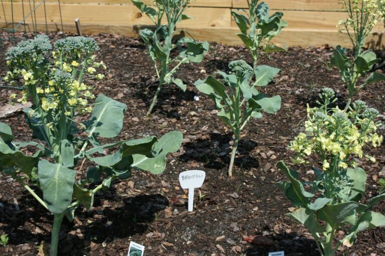If Your Fall Broccoli And Cauliflower Bolt Early, A Common Planting-Window Mistake May Be Why