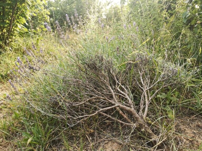 If Your Lavender Grows Woody And Sparse Instead Of Bushy, One Fall Pruning Mistake Is Hollowing It Out