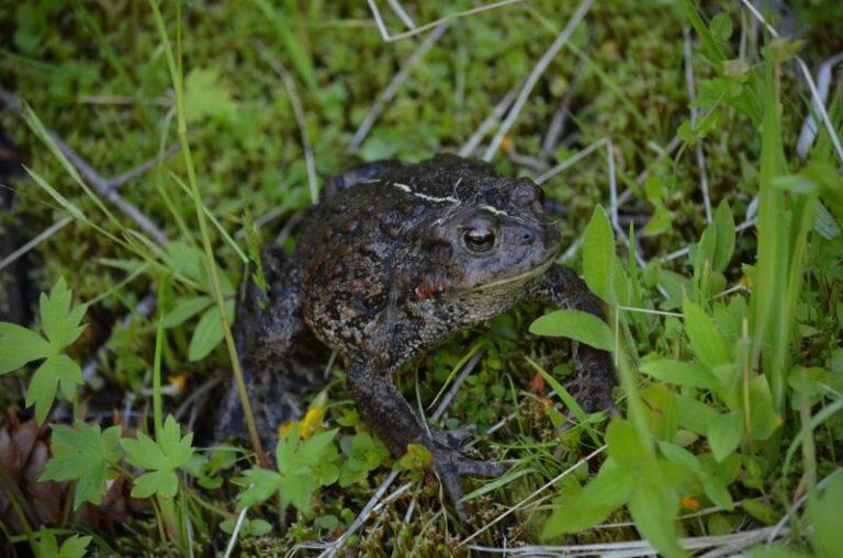 What It Really Means When Toads Suddenly Disappear From Your North Carolina Garden