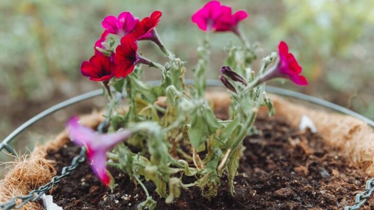 5 Reasons Your Hanging Petunias Wilt By Afternoon (And The Quick Midday Rescue)