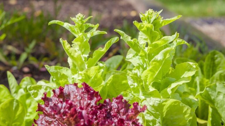 If Your Fall Lettuce Grows Fast But Turns Bitter And Bolts To Seed, Warm Afternoons Are Rushing It