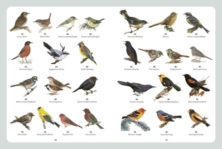 If These 18 Birds Keep Showing Up In Your Yard, You’re Doing Everything Right